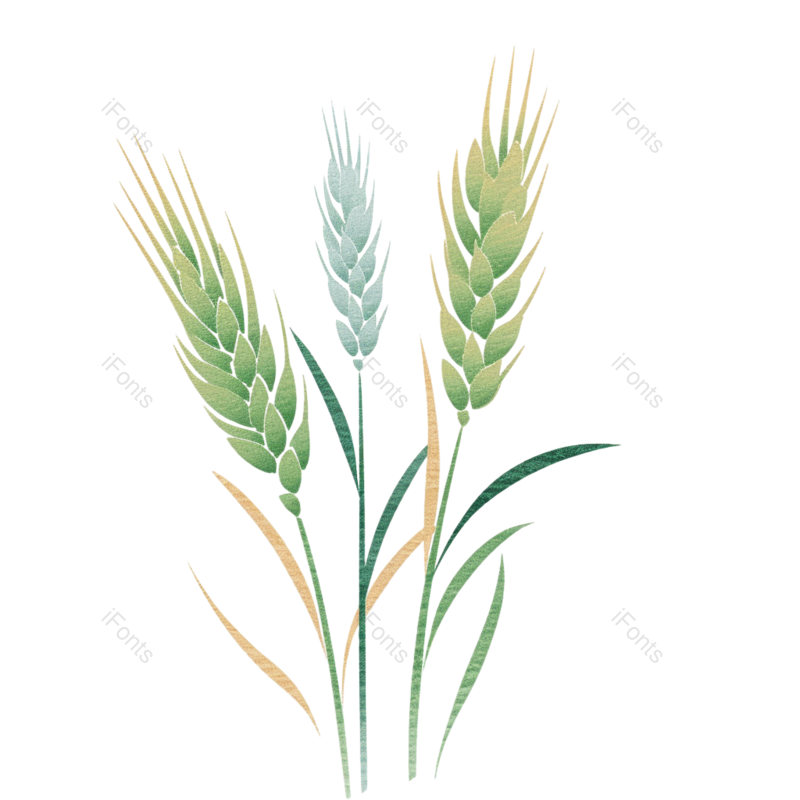 芒种图片,小满元素,稻谷PNG,麦子免抠素材